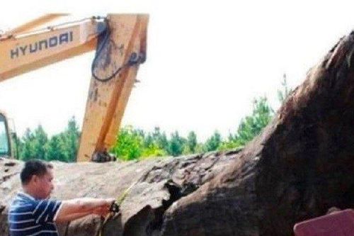 Anh nông dân đào được khúc gỗ dài 24m tỏa mùi thơm 'lạ', trị giá gần 1.800 tỷ đồng