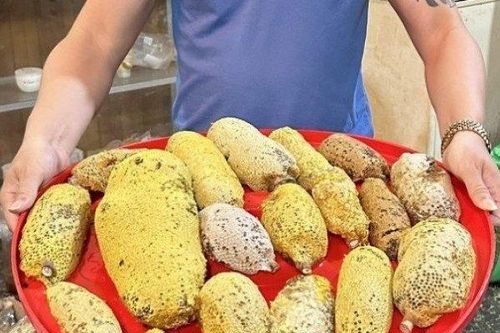 Loại ong tí hon làm tổ bằng nắm tay cho mật quý, giá cả triệu đồng/lít