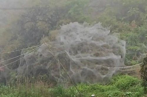 Mạng nhện khổng lồ như động bàn tơ xuất hiện sau một đêm khiến dân làng sợ hãi