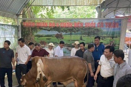 Con bò 'độc nhất vô nhị' ở Thanh Hóa, được trả gần 6 tỷ đồng nhưng chủ nhân không bán