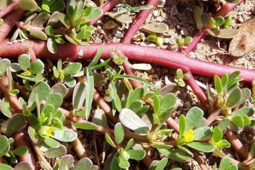 Loại rau nhà nghèo xưa cho bò ăn, ai ngờ là 'vị thuốc trường thọ' chữa bách bệnh