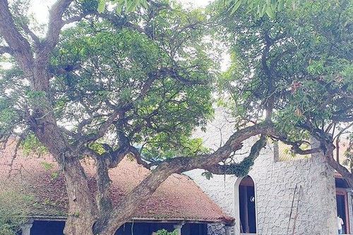 Hải Phòng: Di tích quốc gia bị xâm hại khi tu bổ, tôn tạo