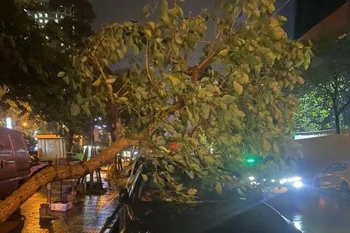 Nhiều xe sang bị cây đổ đè trúng trong trận dông lốc, mưa đá lớn ở Hà Nội