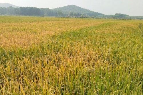Hà Tĩnh: Điều tra nguyên nhân diện tích lớn lúa bất ngờ chết khô