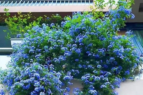 Biến ban công trở nên rực rỡ với 5 loại cây cảnh, chỉ 100.000 đồng mà vừa đẹp vừa dễ chăm sóc