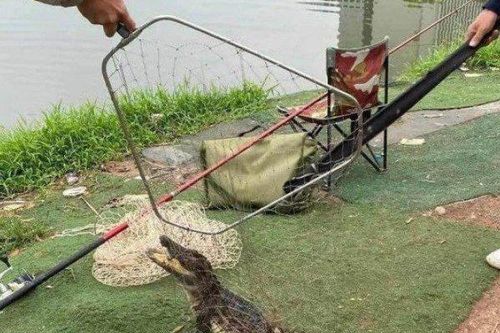 Công an rà soát khu vực cần thủ bắt được cá sấu ở Hà Nội
