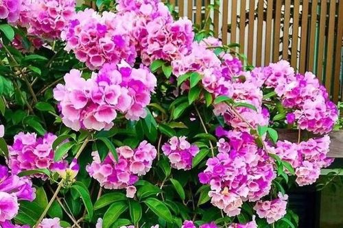 Leo khỏe, chịu nắng tốt lại cho hoa quanh năm, cây cảnh trồng ban công này vừa mát vừa đẹp