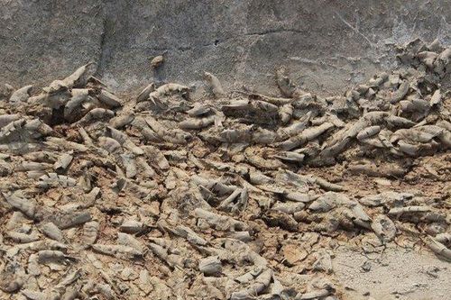 Nghệ An: Tôm chết hàng loạt khiến người nuôi thiệt hại nặng