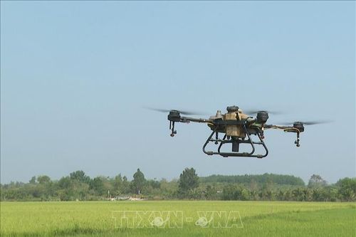 Hãng thông tấn Mỹ viết về phương pháp trồng lúa giảm phát thải mê-tan của nông dân Việt Nam