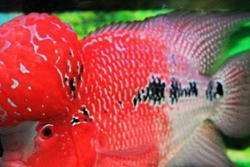 Loài cá u cục 'xấu xí', giá hàng trăm triệu vẫn có người 'chốt đơn'
