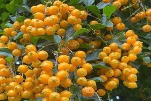 Cây dại mọc bờ rào xưa không ai ngó, nay lên thành phố tha hồ 'hốt bạc'