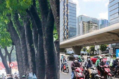 Đường Tôn Đức Thắng sau 6 năm chặt hàng cây cổ thụ