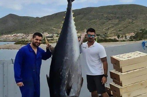 Nhóm ngư dân bắt được cá ngừ khổng lồ dài 3 mét, nặng 304kg trên biển
