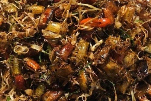Loại côn trùng hôi hám bất ngờ có giá đắt hơn thịt bò, có bao nhiêu cũng bán hết