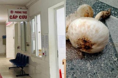 Hai ông cháu cùng nhập viện sau khi ăn nấm hái trong vườn