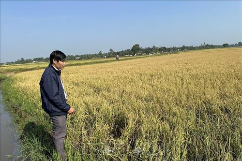 Đắk Lắk: Mưa đá gây thiệt hại hàng trăm ha lúa