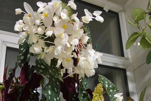Thu hải đường chấm bi, cây cảnh quý tộc 'phú quý mãn đường'