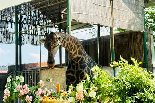 Du khách thích thú dự 'thôi nôi' bé hươu cao cổ Thảo Em tại Thảo cầm viên Sài Gòn