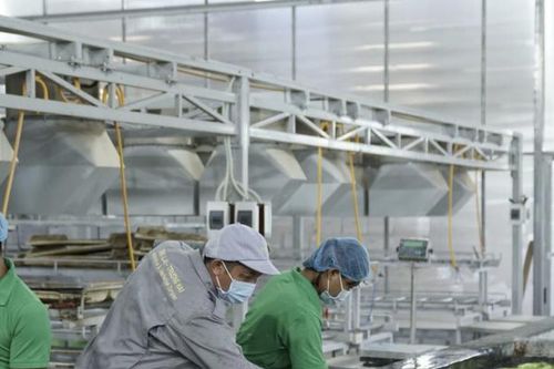 Thua lỗ kéo dài, HAGL Agrico cắt giảm 75% chi phí lương nhân viên
