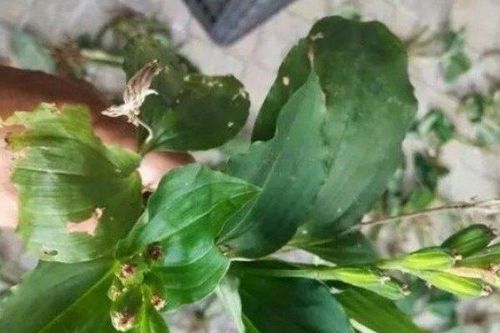Thực vật mọc đầy ở Việt Nam, nước ngoài bán hơn nửa triệu/kg