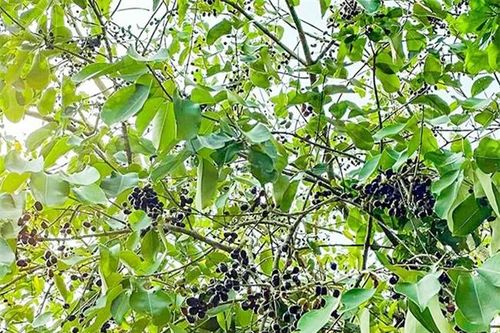Loại quả xưa không ai ngó ngàng, giờ thành đặc sản mùa hè, bao người thích mê vì lạ lẫm