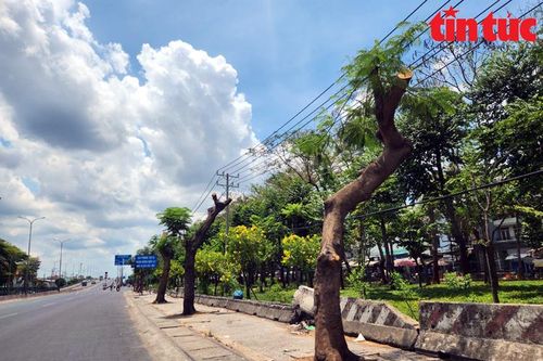 TP Hồ Chí Minh: Cắt ngọn cây xanh để đảm bảo an toàn lưới điện