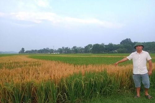 Diễn biến bất ngờ vụ lão nông 'chết đứng' khi ruộng lúa bỗng dưng chết cháy