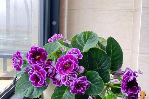 6 cây cảnh cát tường, gánh hộ gia chủ mọi muộn phiền