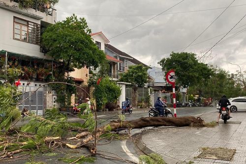 Dông lốc ở Huế làm đổ nhiều cây xanh gây thiệt hại