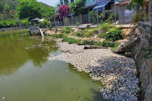 Cá chết hàng loạt nổi trắng mặt hồ Bàu Sen