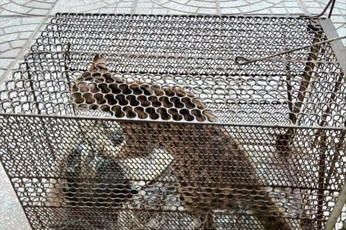 Người dân giao nộp mèo rừng và khỉ mốc quý hiếm