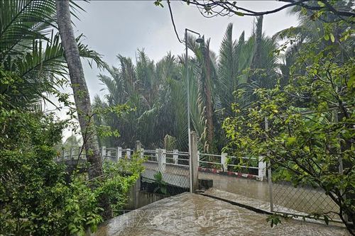 Bến Tre: Xuất hiện cơn mưa 'giải nhiệt' sau nhiều tháng nắng nóng kéo dài