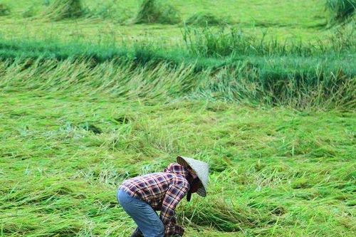 Nông dân buồn bã vì hàng nghìn ha lúa bị gãy đổ