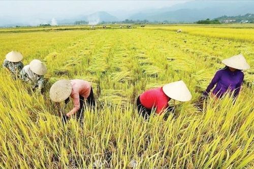 Đại hội đồng LHQ tuyên bố 2026 là Năm quốc tế Nữ nông dân