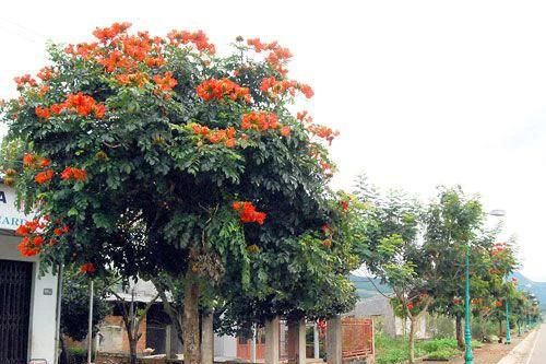 Hai cái cây và tổn thương đô thị
