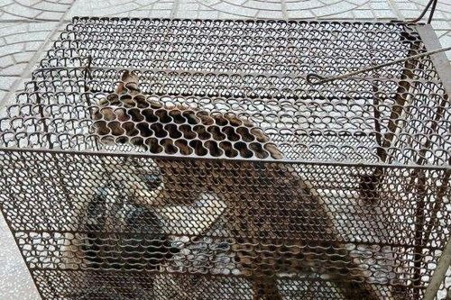 Phong Nha Kẻ Bàng tiếp nhận 2 cá thể động vật đặc biệt quý hiếm