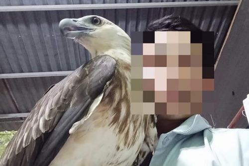 Bát nháo 'chợ chim' săn mồi