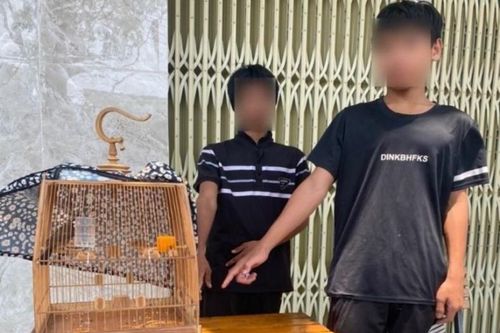 Bắt giữ 2 thanh niên trộm lồng và chim chào mào trị giá gần 120 triệu đồng