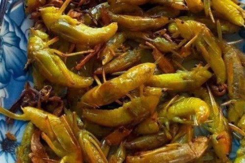 Bất ngờ loại côn trùng trước có đầy đồng, giờ được bán với giá 800 nghìn đồng/kg