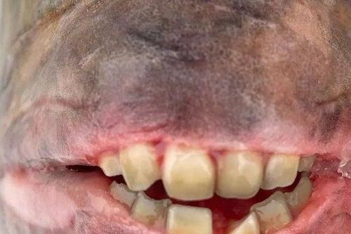 Người đàn ông bắt được con cá 7,5kg có hàm răng giống con người