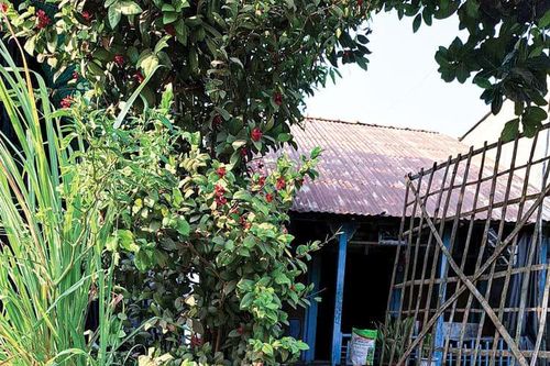 Mùa rau ngơ ngác
