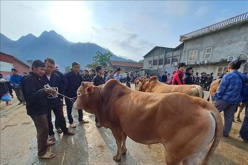 Khám phá nét độc đáo chợ bò Mèo Vạc