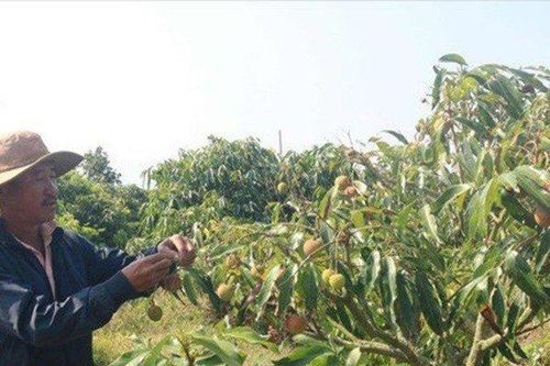 Giá nông sản hôm nay 11/5: Khoai lang tím Nhật lãi lớn, vải đầu mùa giá cao, cà phê Arabica quay đầu giảm nhẹ
