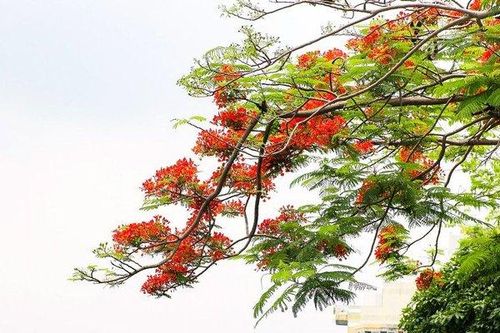 Hoa phượng rực đỏ trên nhiều tuyến phố Thủ đô
