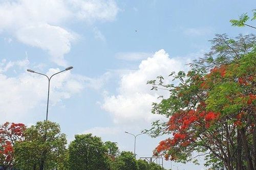 Hoa phượng vĩ 'thắp lửa' bầu trời Hải Phòng