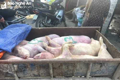 Phát hiện đối tượng vận chuyển lợn chết không rõ nguồn gốc ở Diễn Châu