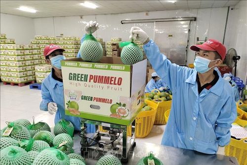 Thiếu nguyên liệu cho xuất khẩu trái cây đặc sản Bến Tre