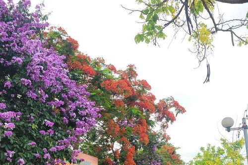 Những sắc hoa gọi hè về