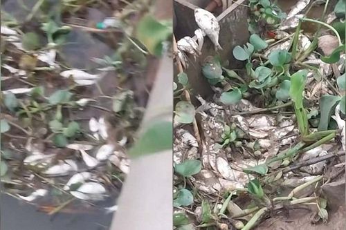 Nam Định: chưa xác định được nguyên nhân cá chết hàng loạt trên sông Đáy