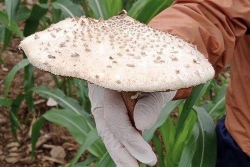 Ông nội và 7 cháu nhỏ nhập viện sau khi ăn nấm dại
